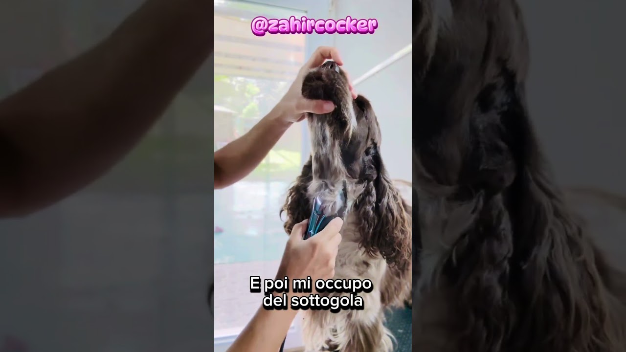 La Toelettatura del Cocker Inglese : definizioni con la tosatrice (orecchie, guance, sottogola)