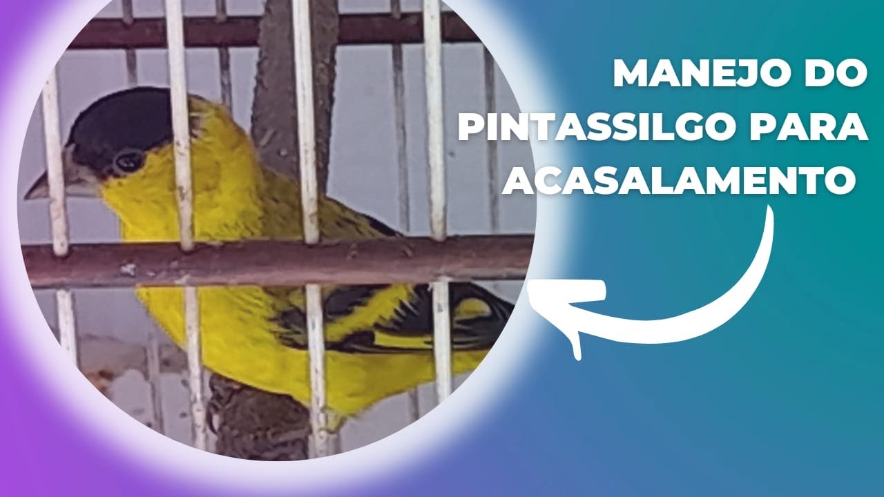 Manejo para o acasalamento do Pintassilgo com a Canaria Belga do Inicio... Respondendo ao Inscrito!