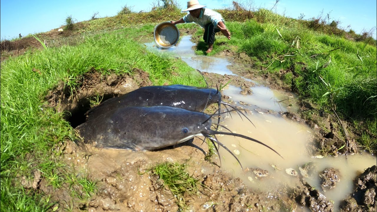 OMG  ! Catch a lot of fish in the rice fields and near the canals.