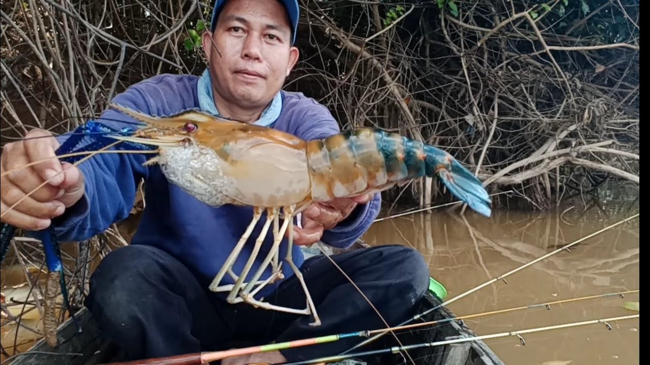 Amazing! Tangan Sampai Gemetar  Udang Galah Monster Penunggu Sungai Berhasil Dipancing