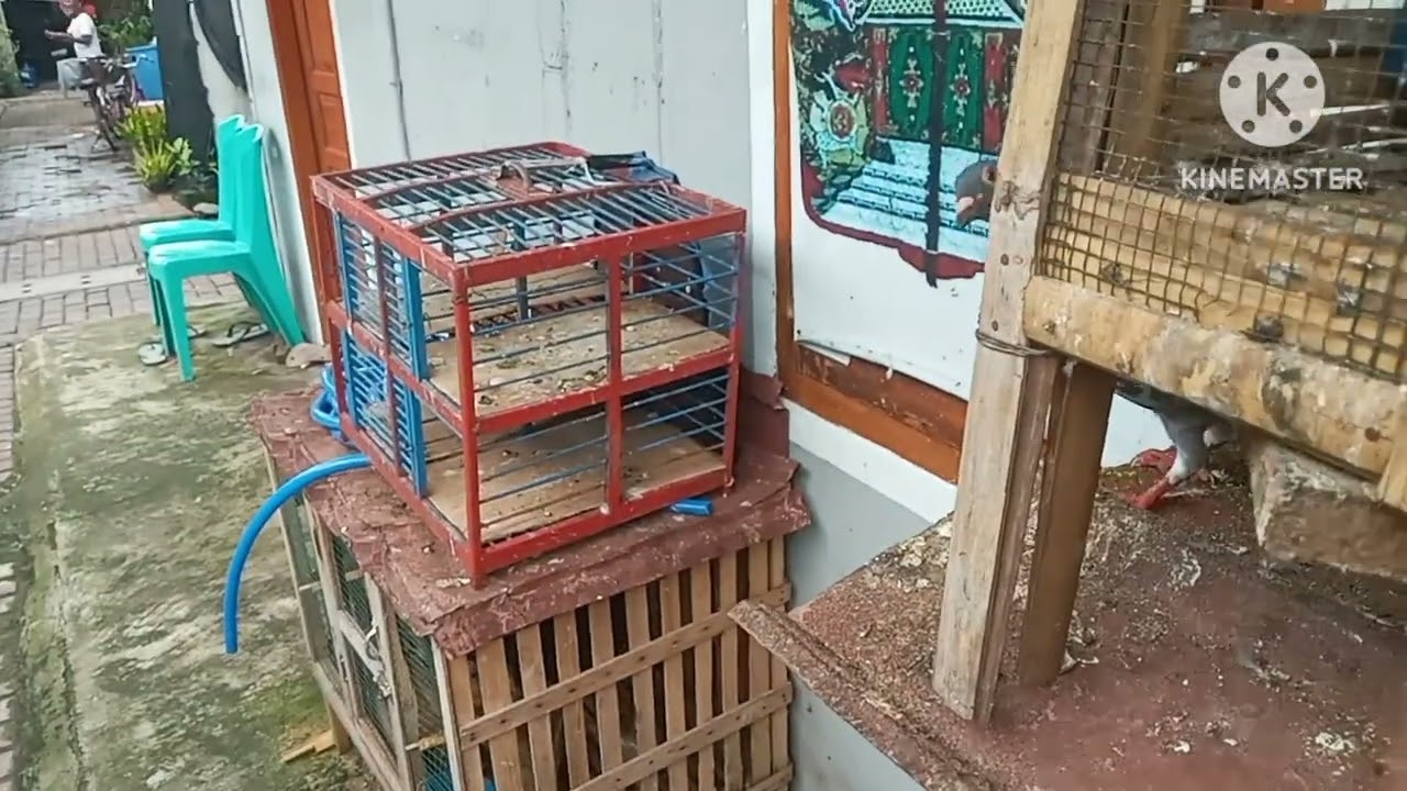 Memberi makan merpati 