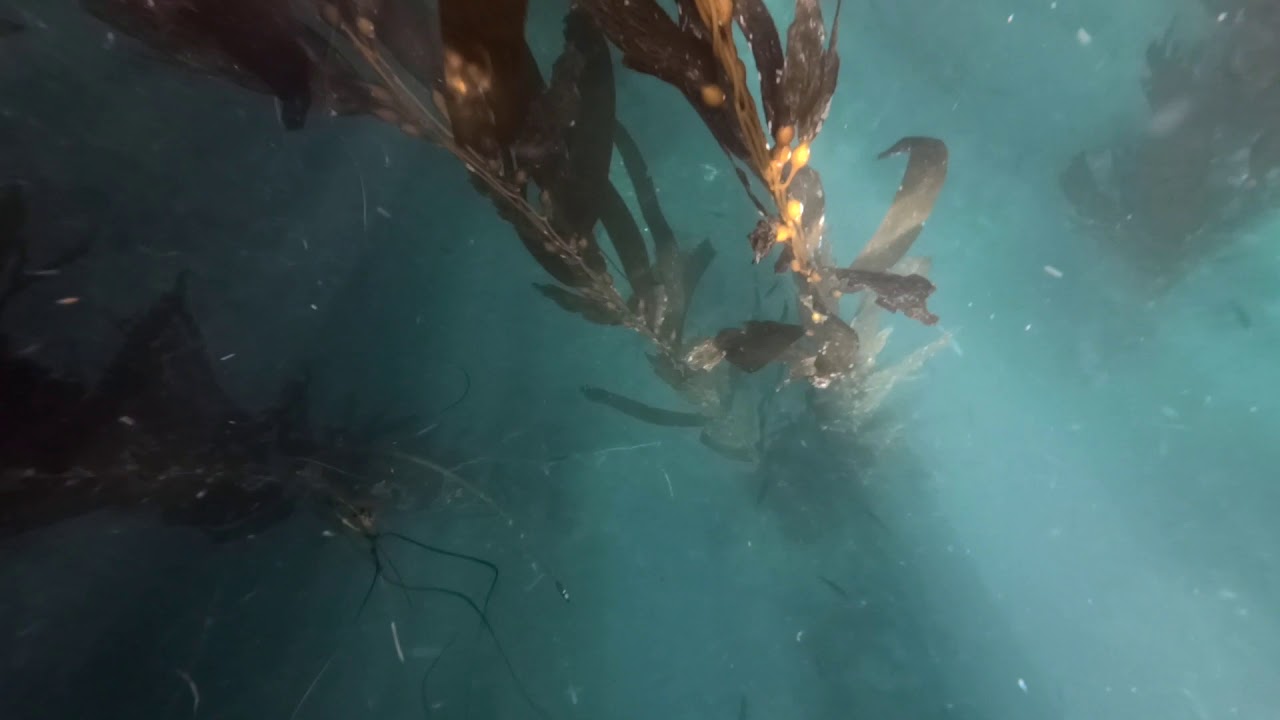 Spearfishing and freediving Anacapa Island 2020