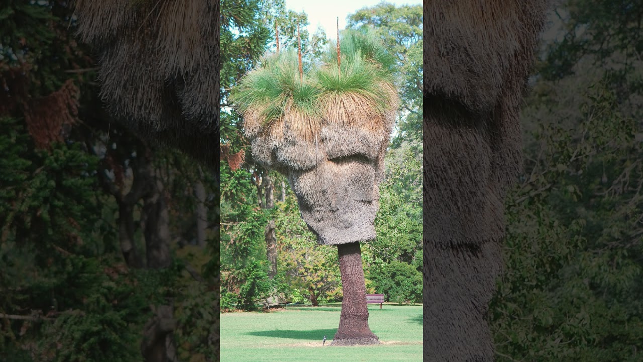 🌾⁴☆&bull;&sup3; Soft-Leaved Grasstree (Xanthorrhoea malacophylla) in Aloe Family (Asphodelaceae)