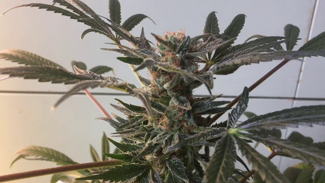 Uk grow
