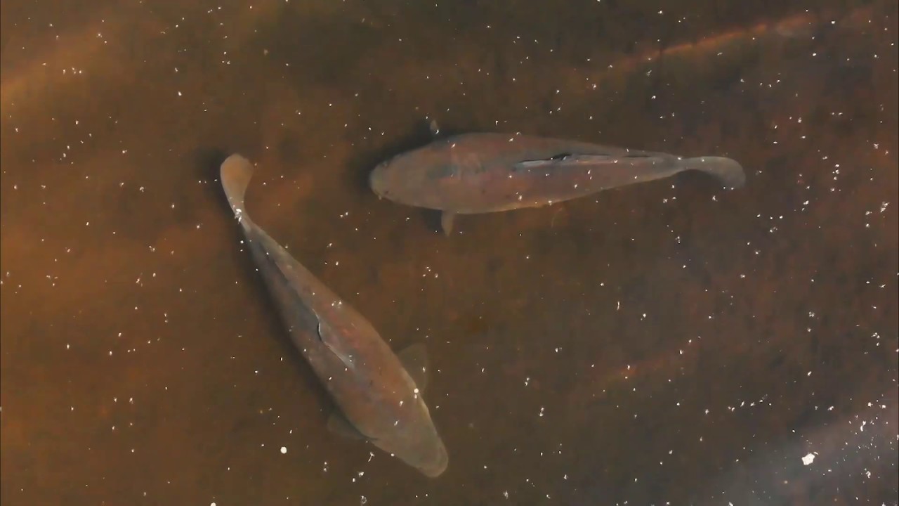Westport Lake Pt2 ...Carp From Above (Open in YT App For 4k)
