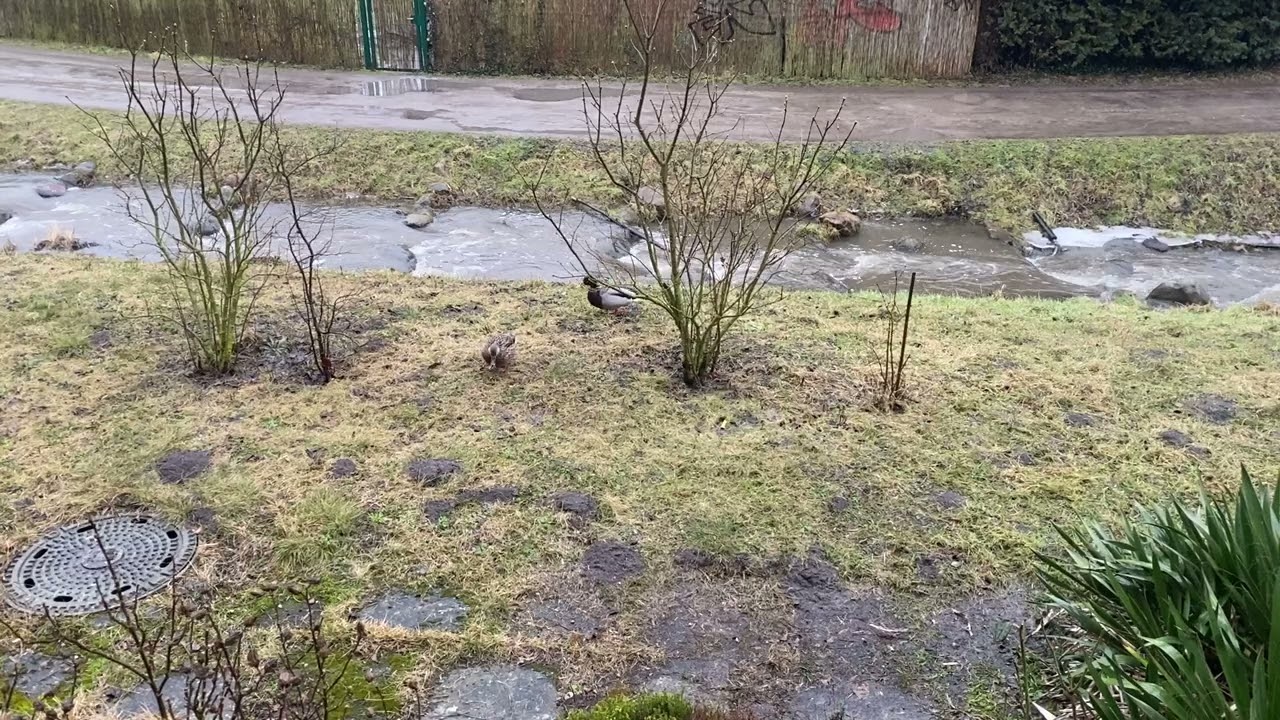 Two little ducks are walking by a stream / Zwei kleine Enten laufen an einem Bach