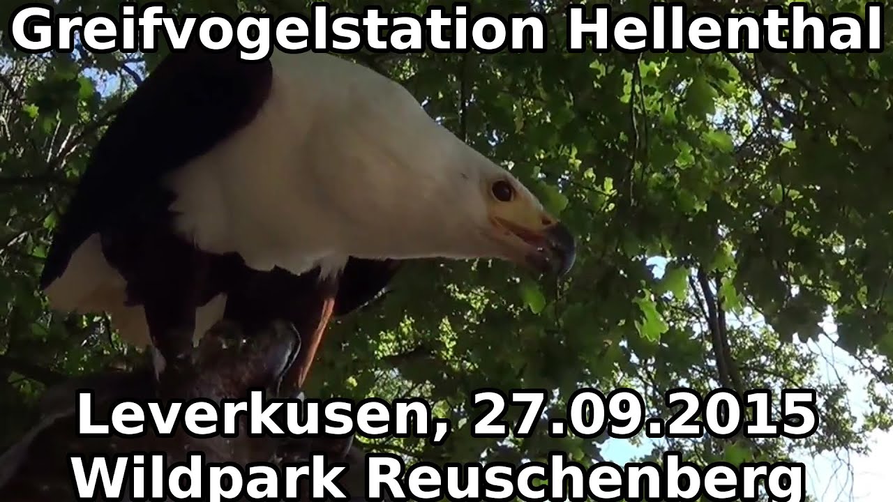 Greifvogelstation Hellenthal im Wildpark Reuschenberg | Flugshow | Leverkusen 27.09.2015