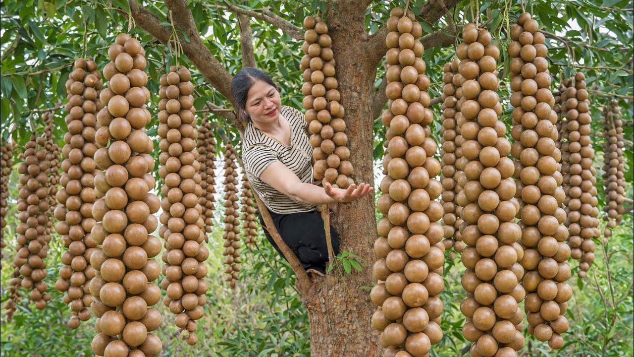 Harvesting Ripe Macadamia Nuts in The RainForest | The Most Expensive Nuts on the Market Today