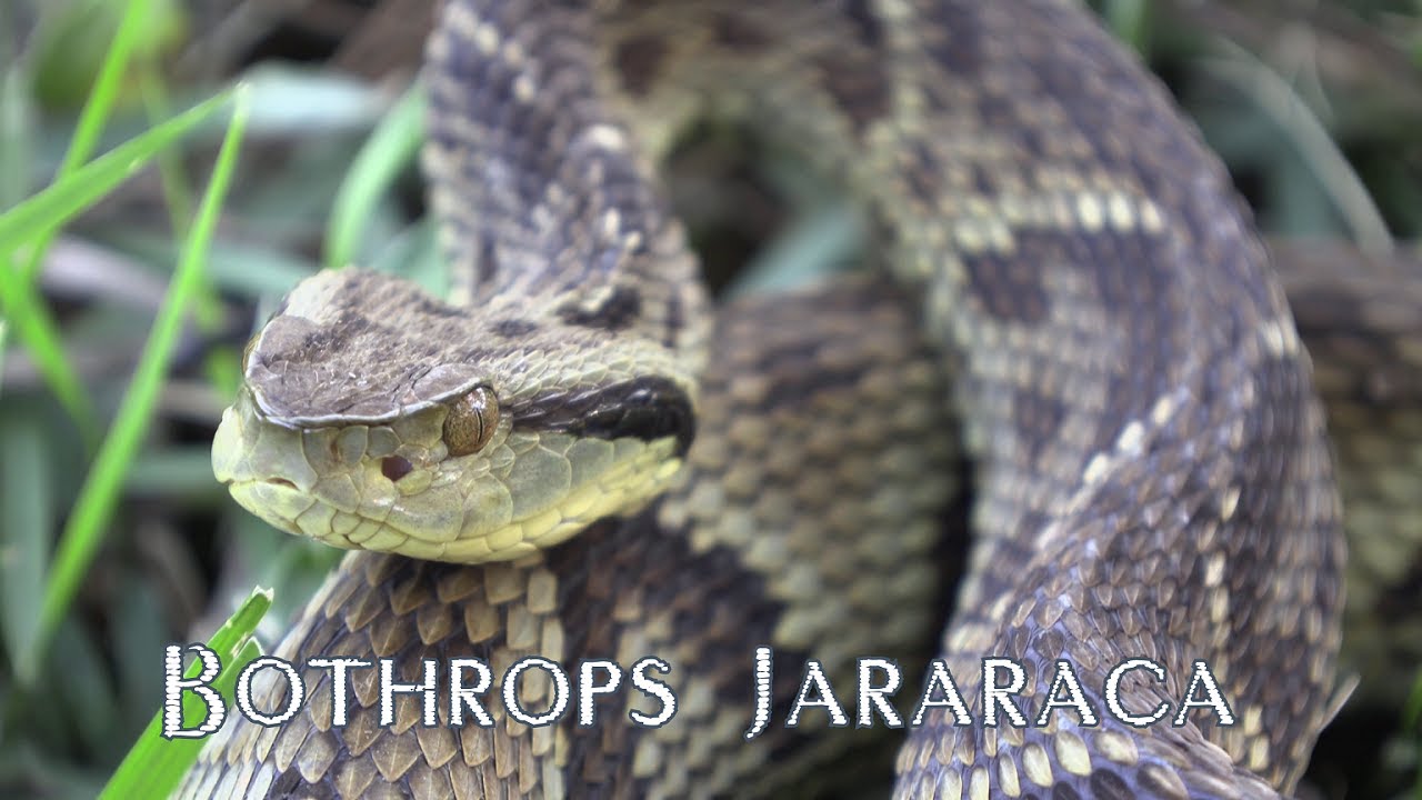 Jararaca (Bothrops jararaca) -  A cobra que mais mata no Brasil