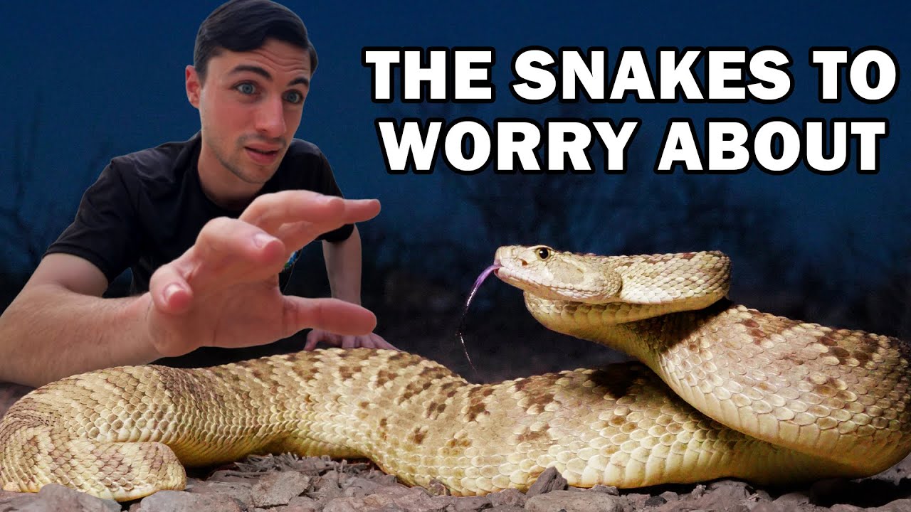 Catching Rattlesnakes Until We Find the Most Dangerous One