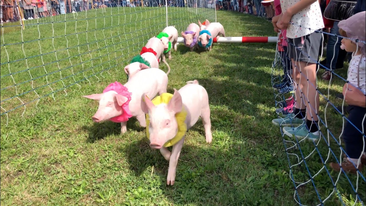 Chaindon 2022 - Course de cochons