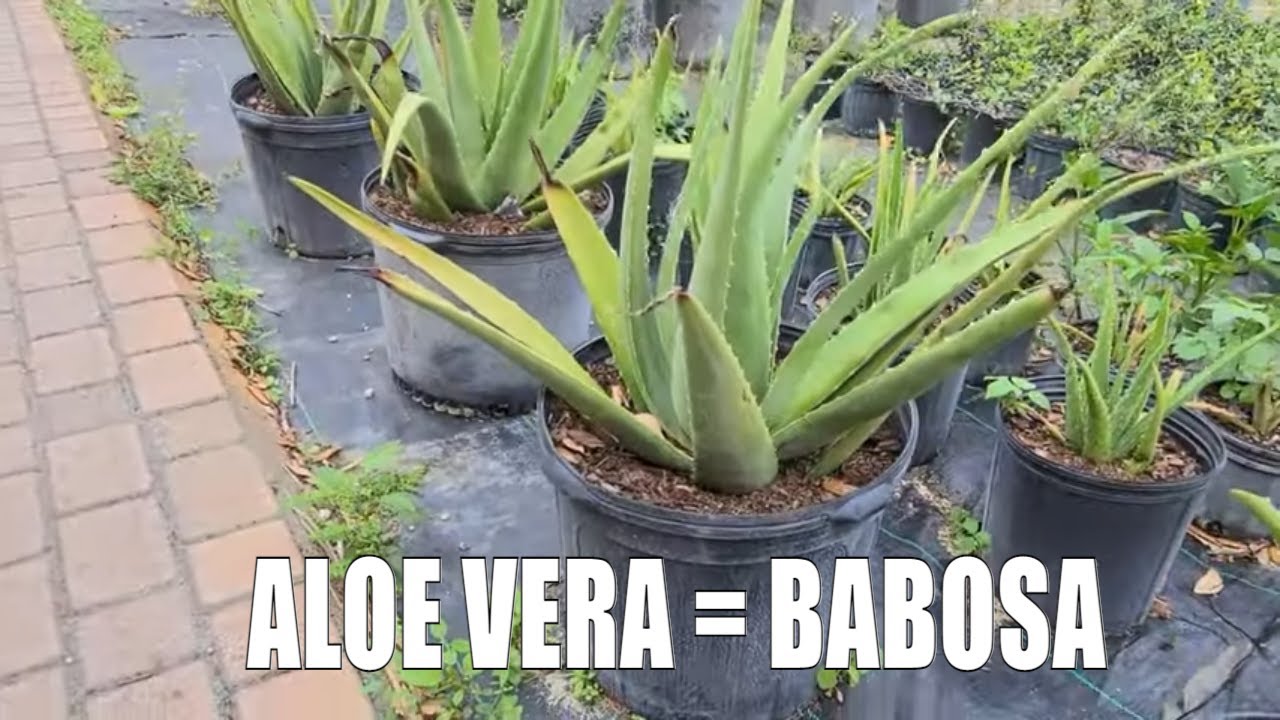 VIVEIRO DE ALOE VERA BARBADENSIS MILLER E ALOE VERA ARBORESCENS