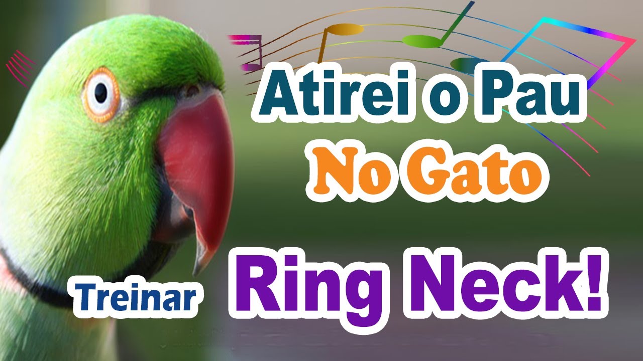 Assobio ring neck - atirei o pau no gato para ensinar ring neck a cantar - treinamento de ring necks
