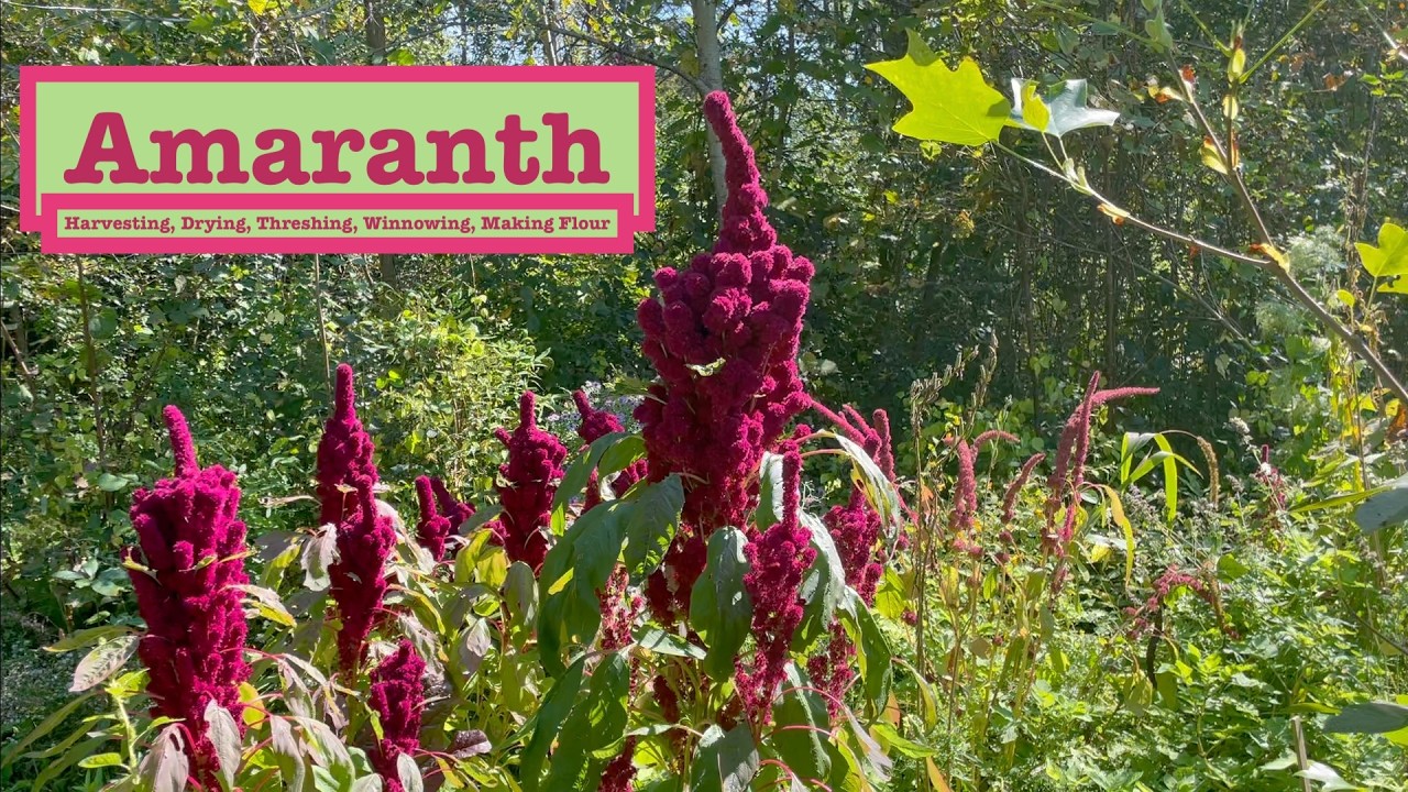 AMARANTH - An Amazing SUPERFOOD! HOW TO Harvest, Dry, Store, Thresh, Winnow & Make Into Flour!
