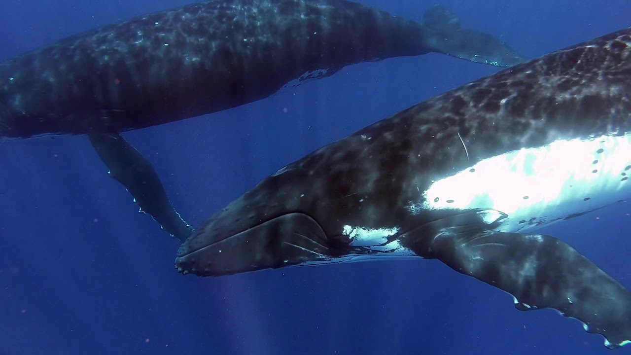 Swimming with Humpback Whales - Custom Trip with Bluewater Travel