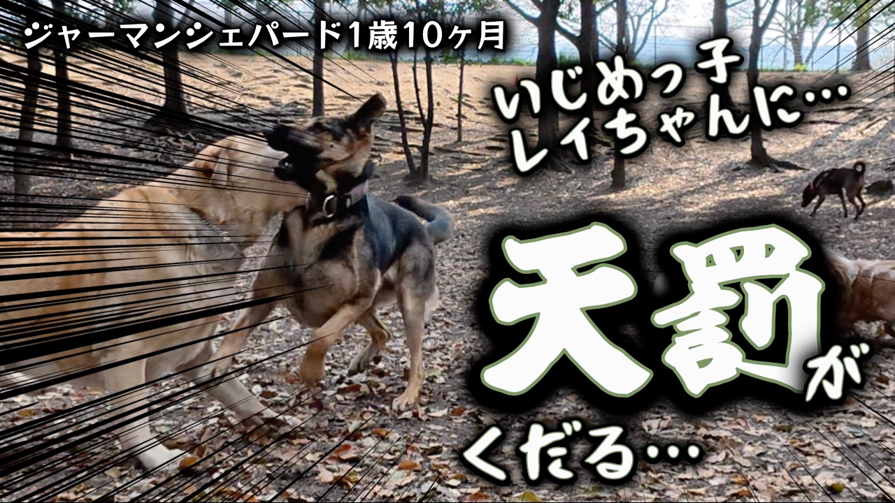 いじめっ子レイちゃんついに天罰くだる　ジャーマンシェパードのレイ