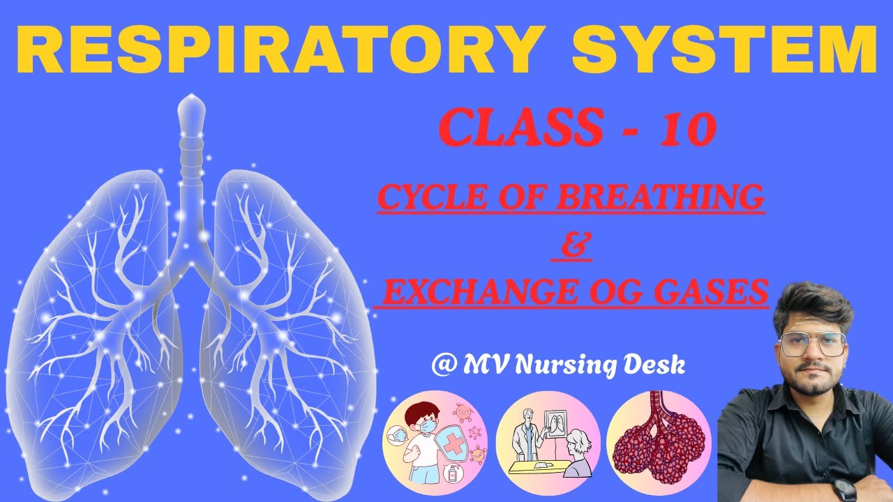 Cycle of Breathing & Exchange of Gases  | class - 10 | 