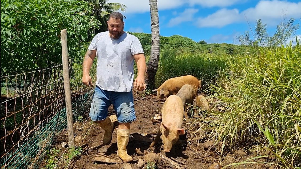 Hard decision to be made about animals living #offgrid #tonga