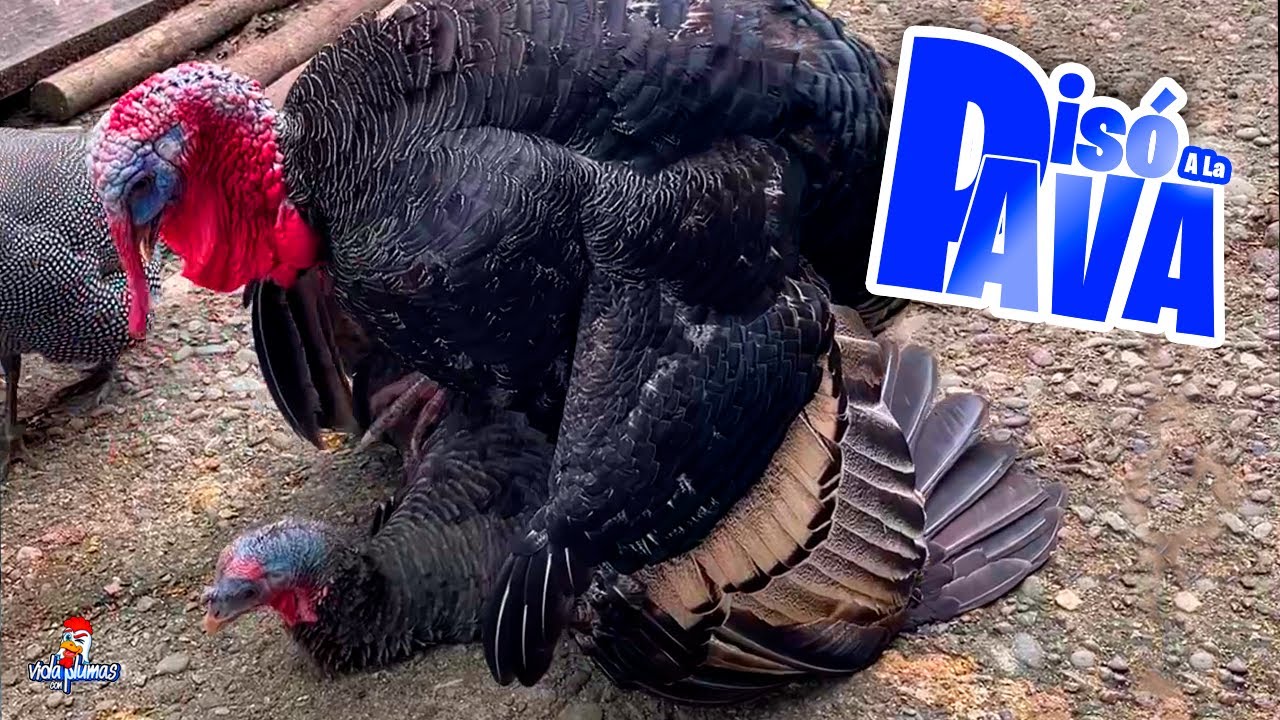 Los Pavos pisan a la Pava 🦃 Van a Nacer Pavitos 😱 Ya tienen 8 Meses