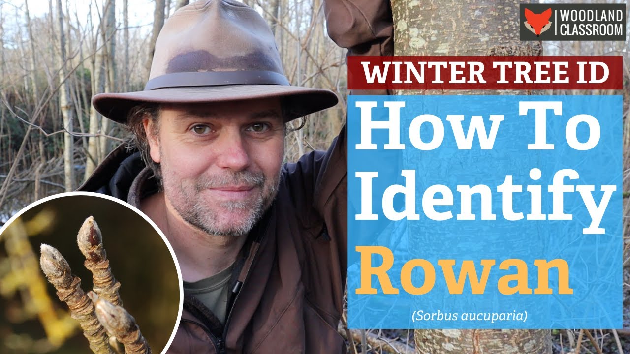 Winter Tree ID: Identify Rowan in Winter