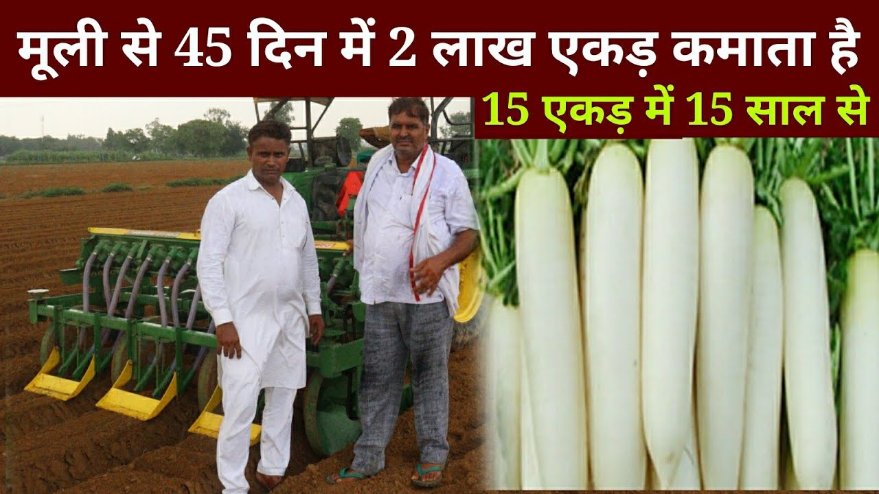 muli ki kheti kaise karen, मूली की खेती कैसे करें 20 साल का अनुभव, how to grow reddish, earn million