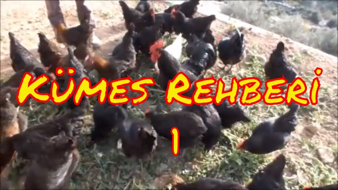Tavuk Sağlığı, Hastalıklar ve Önlemleri 1