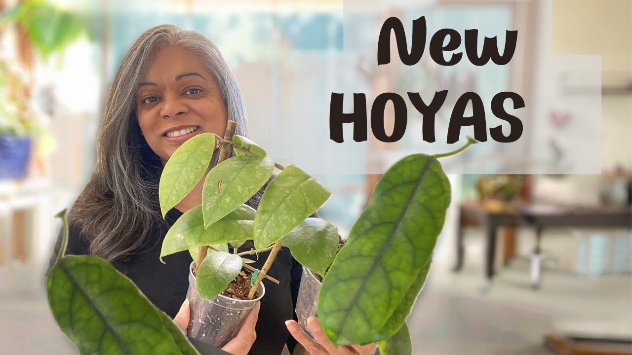 Unboxing My Hoya + Repotting & Growth Progress