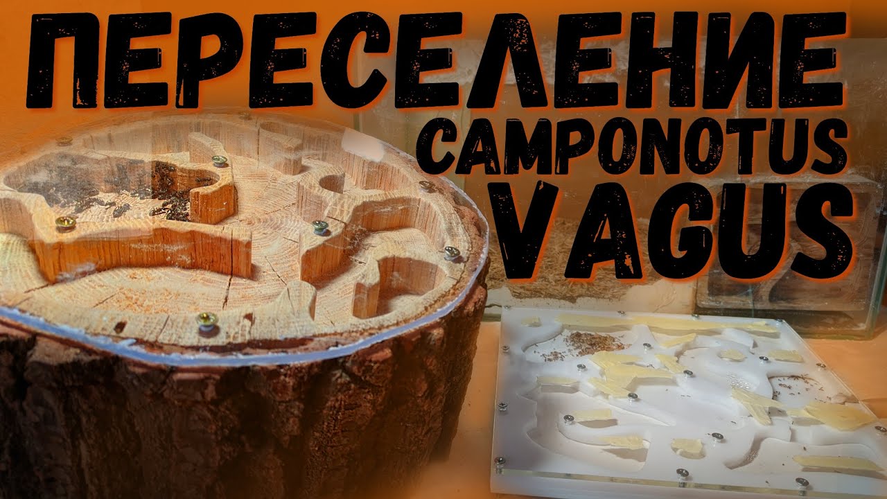 ОПЯТЬ ПЕРЕСЕЛЕНИЕ ? МУРАВЬИ-ГИГАНТЫ [CAMPONOTUS VAGUS]