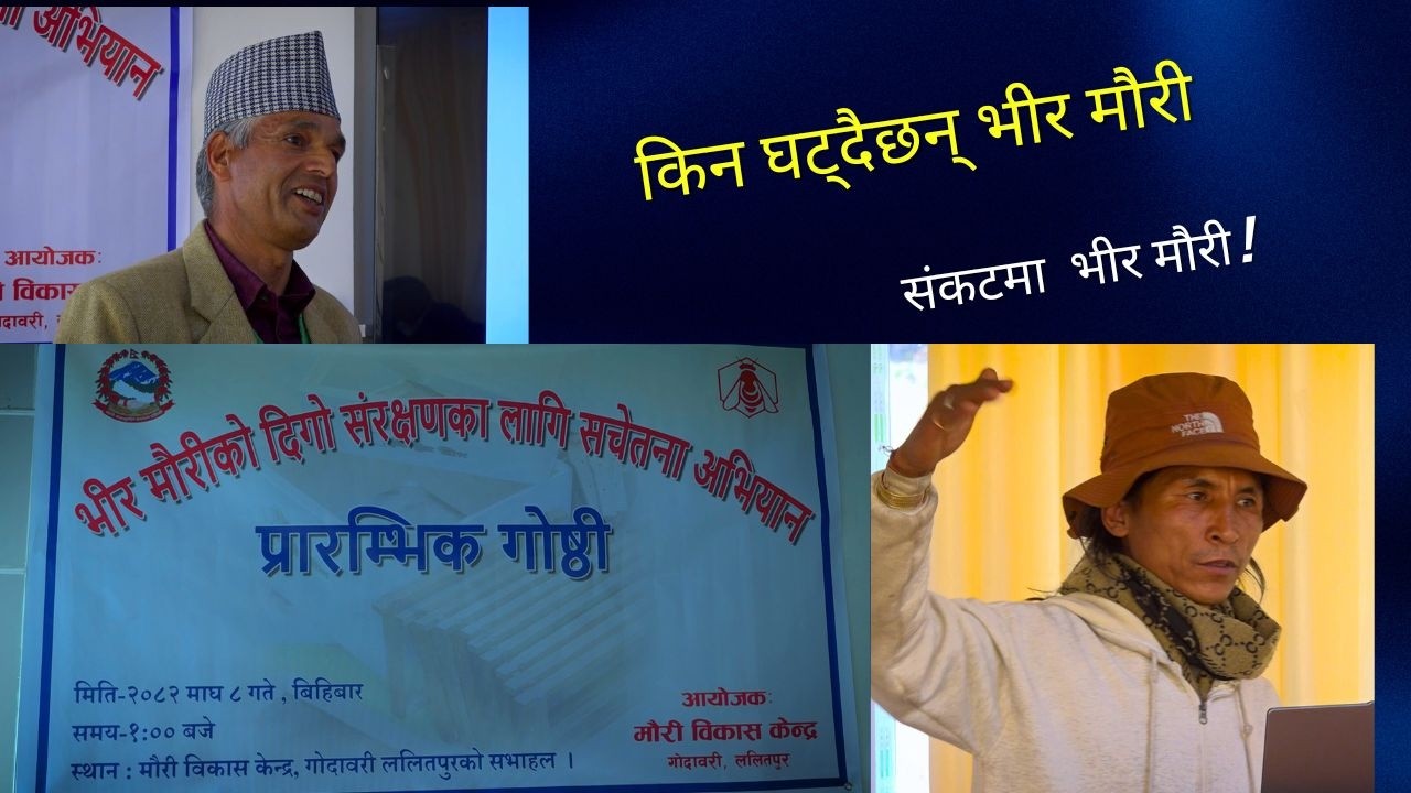 भीर मौरी किन लोप हुँदैछन्? विज्ञहरूको चेतावनी र समाधानका उपायहरू // Himalayan Giant Honey Bee
