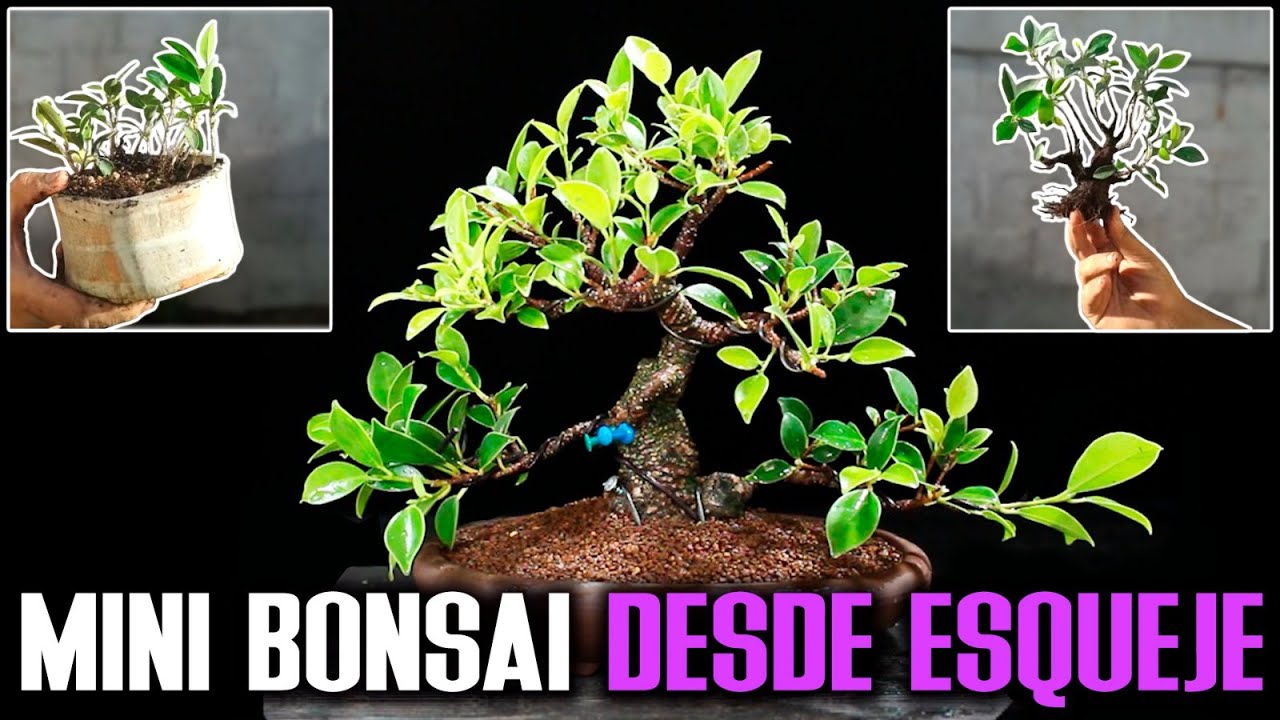 Mini bonsai ficus 8 años más tarde