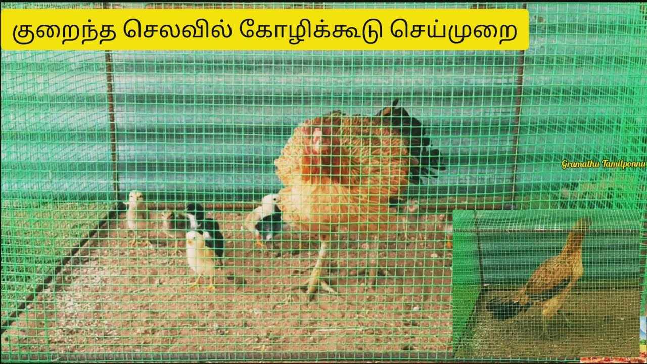 மிகவும் குறைந்த செலவில் கோழிக்கூடு செய்யலாம் வாங்க🐣🐔