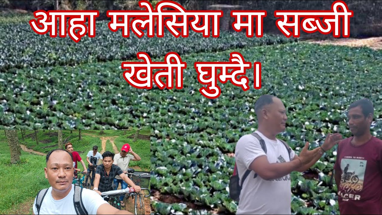 मलेसिया को सब्जि  खेती र घुम्घाम पनि।vegetable Farming In Malaysia And Visit Vloging