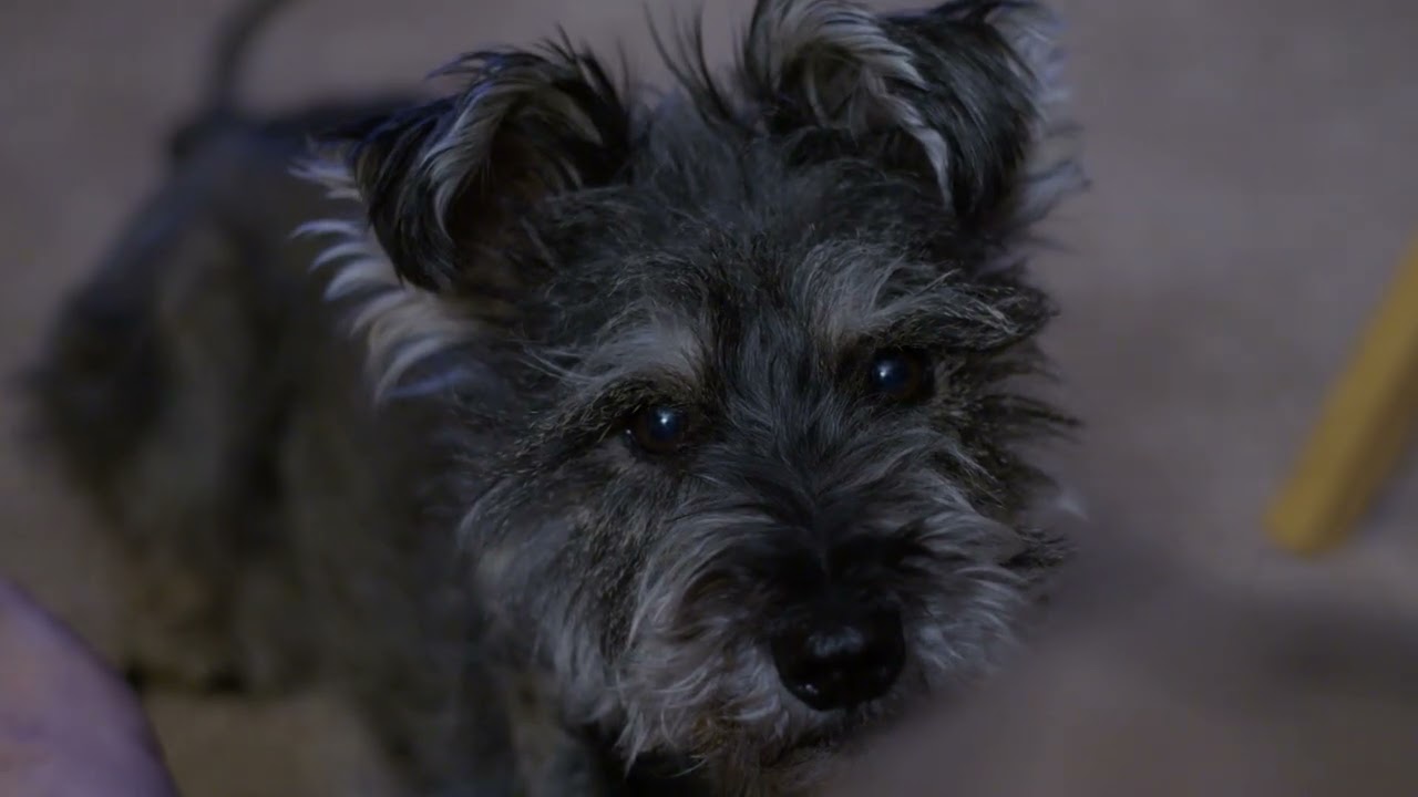 Bendi dOo DoO WILD! The Pilot Episode