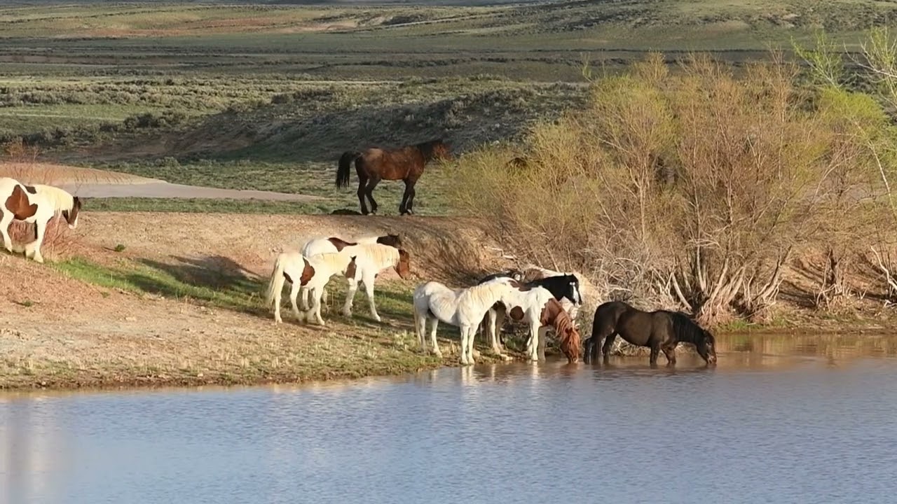 At The Oasis - McCullough Peaks Wild Horses