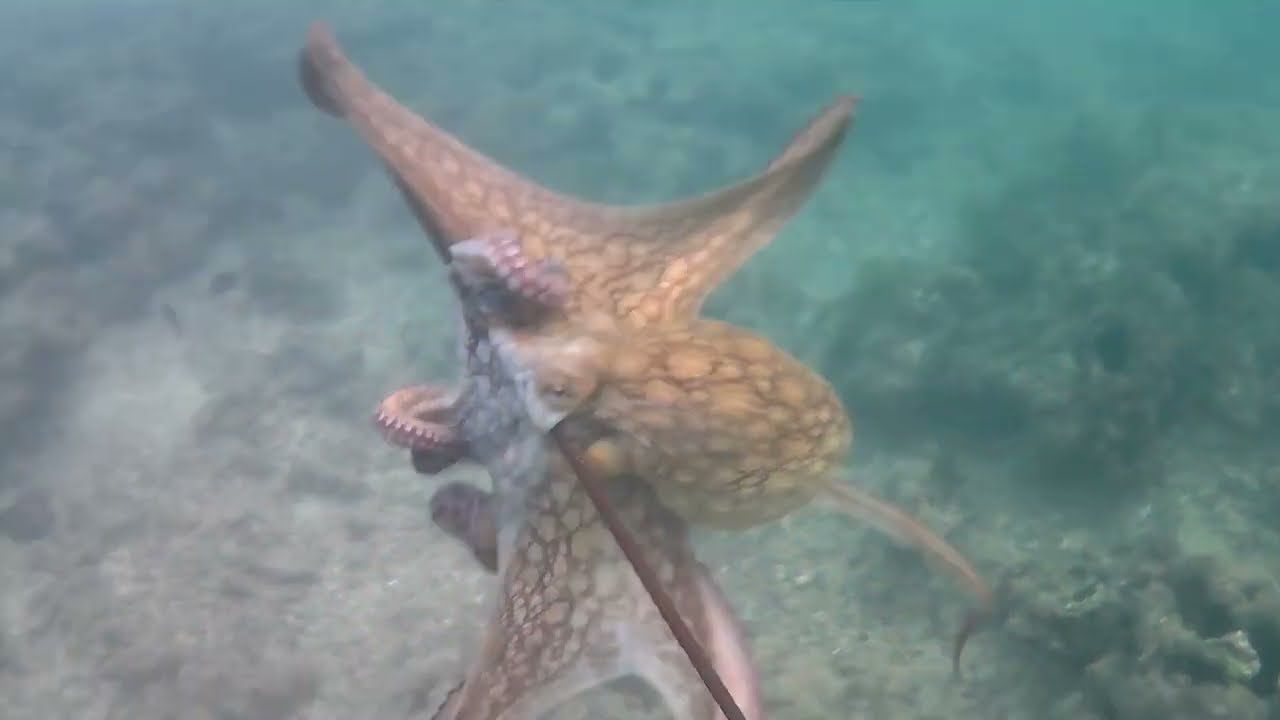 Pesca de polvo, 😱 (um polvo atrás do outro)#polvogigante  #polvo #pescaria