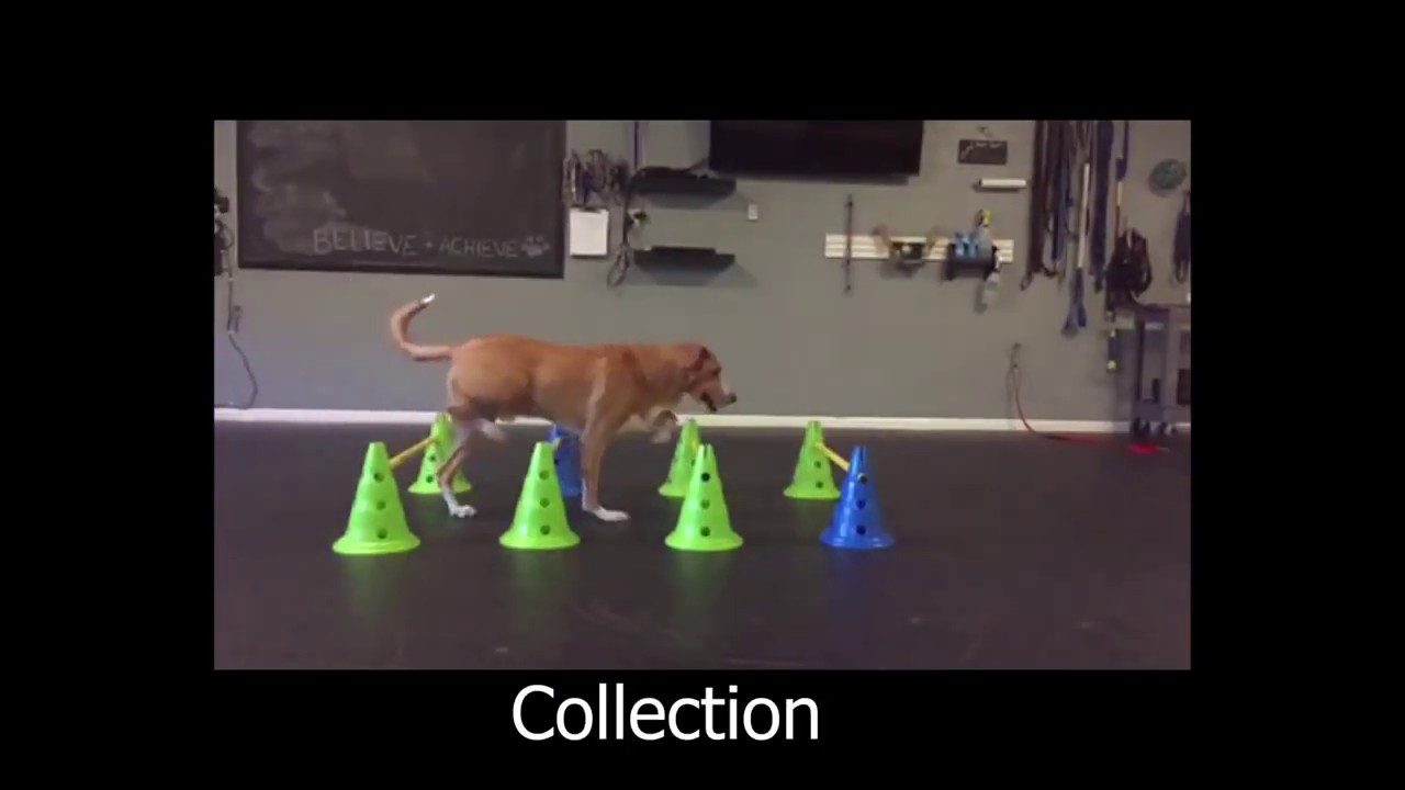 Canine Cavaletti Exercises with Chrissy Joy