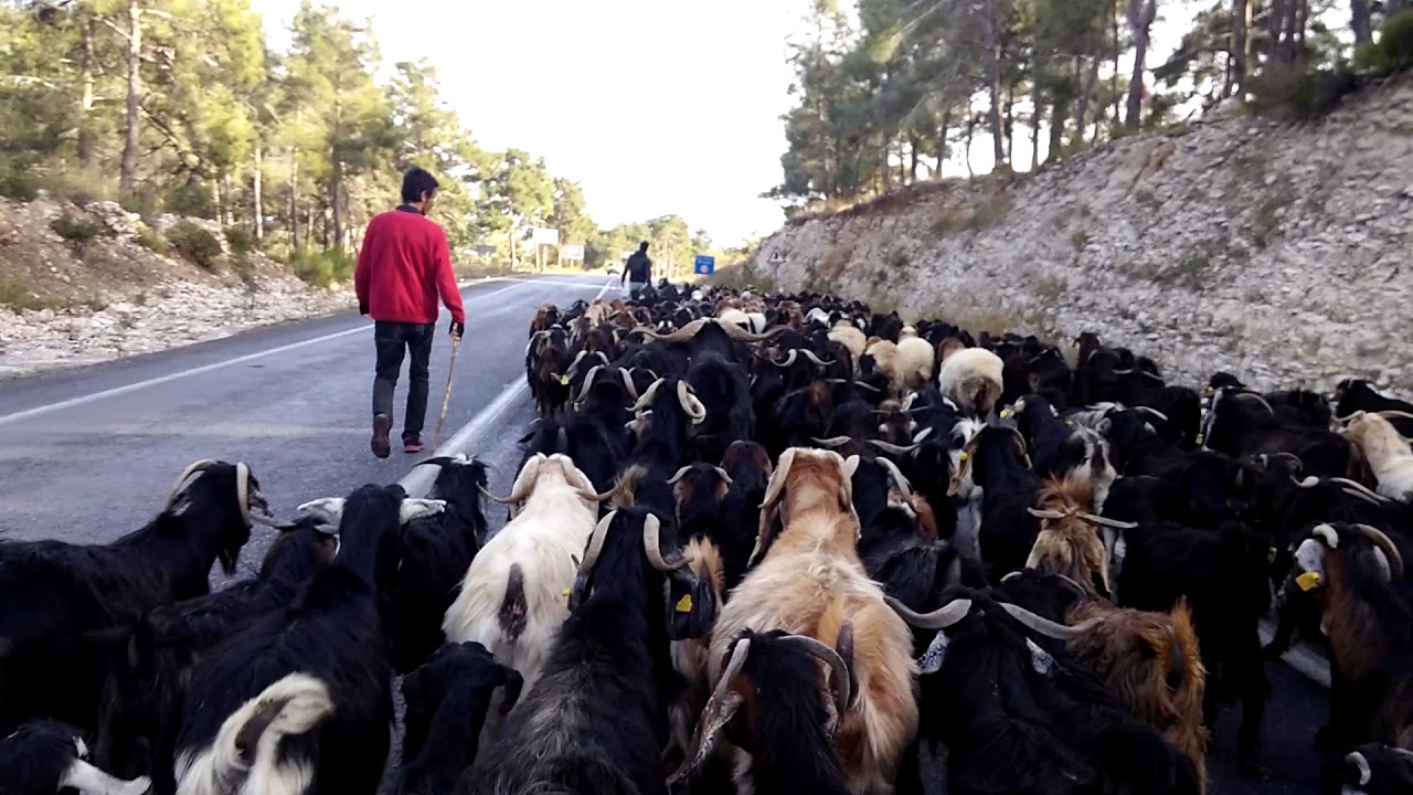 Yörük Göçü Erdemli (Mersin)