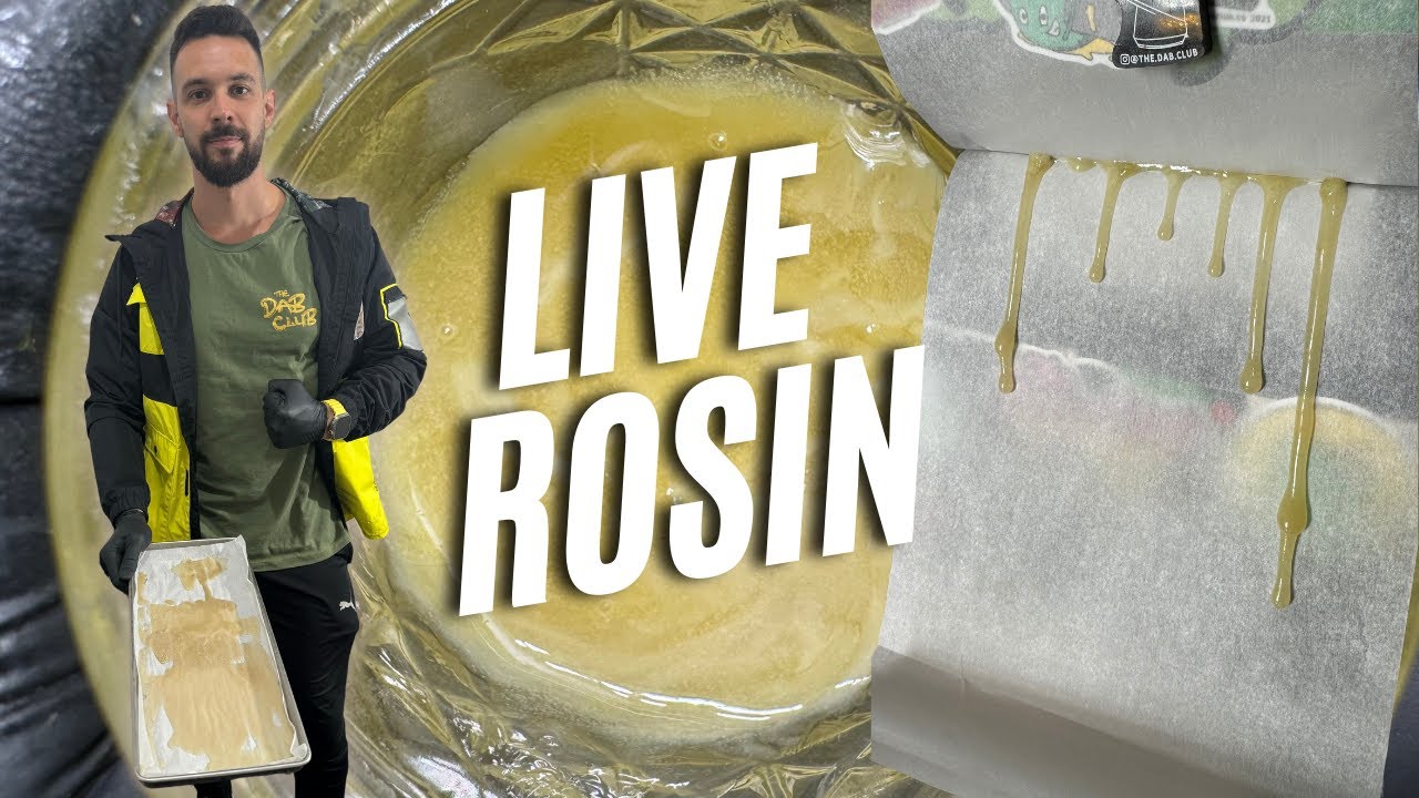 La  extracci&oacute;n de Cannabis m&aacute;s potente - Live Rosin con liofilizadora