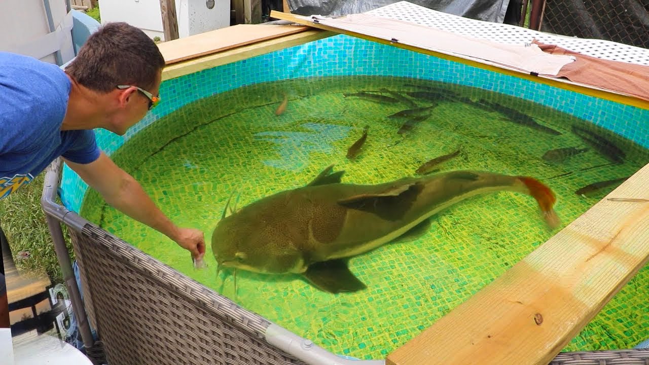 12 PEIXES QUE VOCÊ DEVERIA CRIAR EM CASA!!!