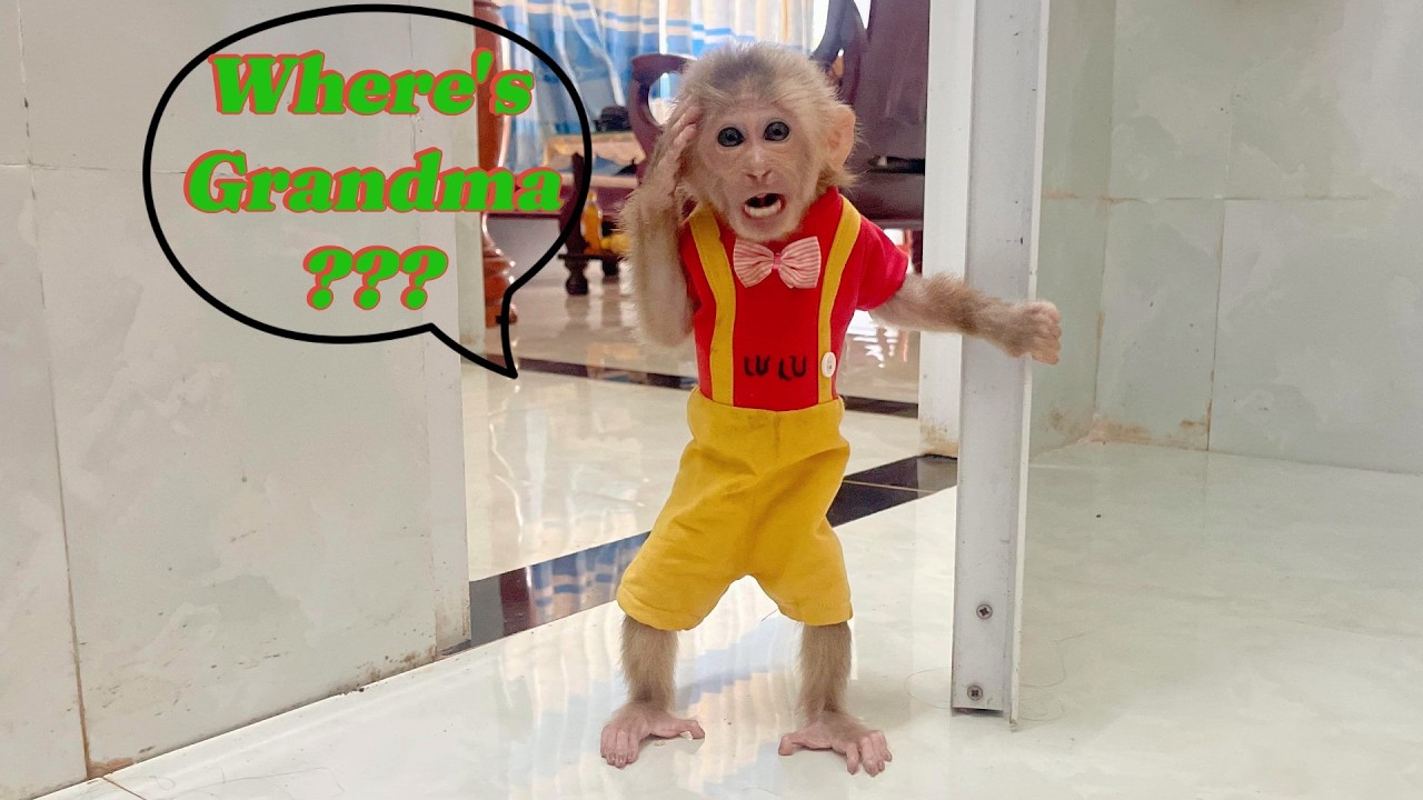 How will Lulu react when she gets home and can't find her grandma?