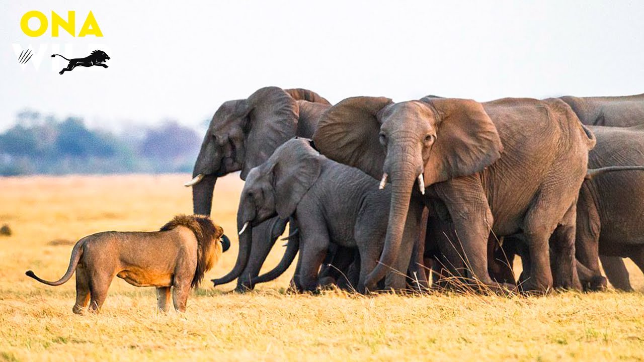 WILD KALAHARI: When Paradise Turns into a Battlefield | 