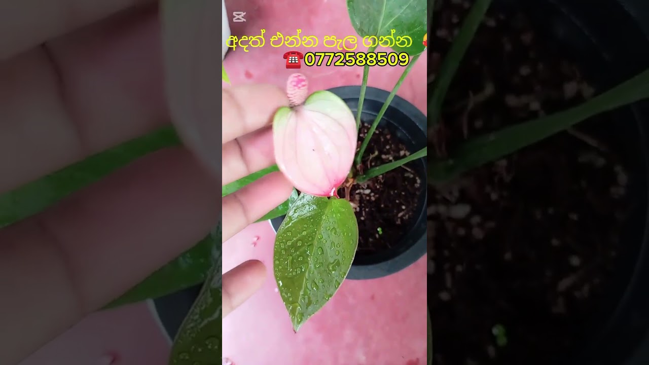 මගේ 7වෙනි ඇන්තුරියම් සේල් එක  🥰🥰☎️0772588509☎️