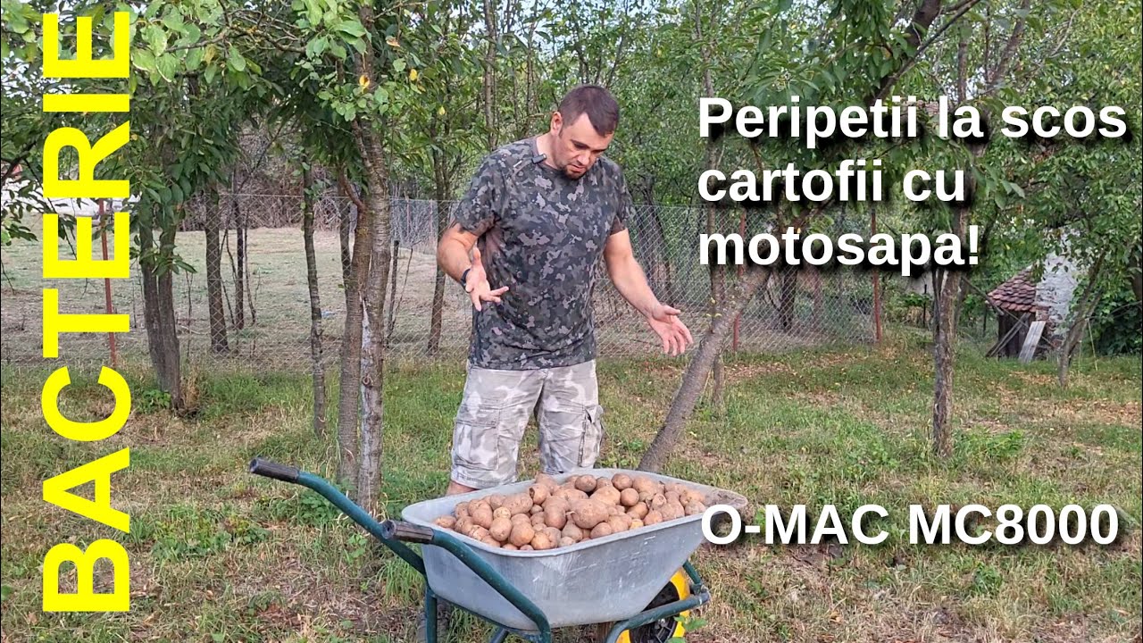 Peripetii la scos cartofii cu motosapa O'mac MC8000