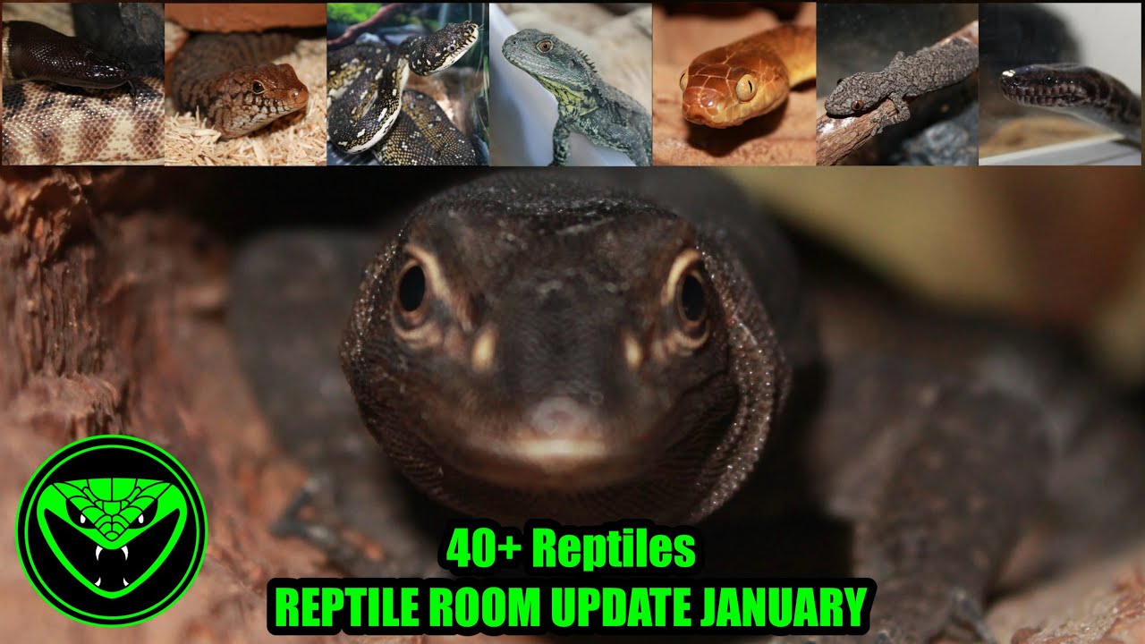 REPTILE ROOM UPDATE JANUARY 2026