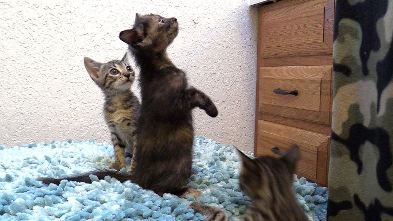Meowning Kitten Choir