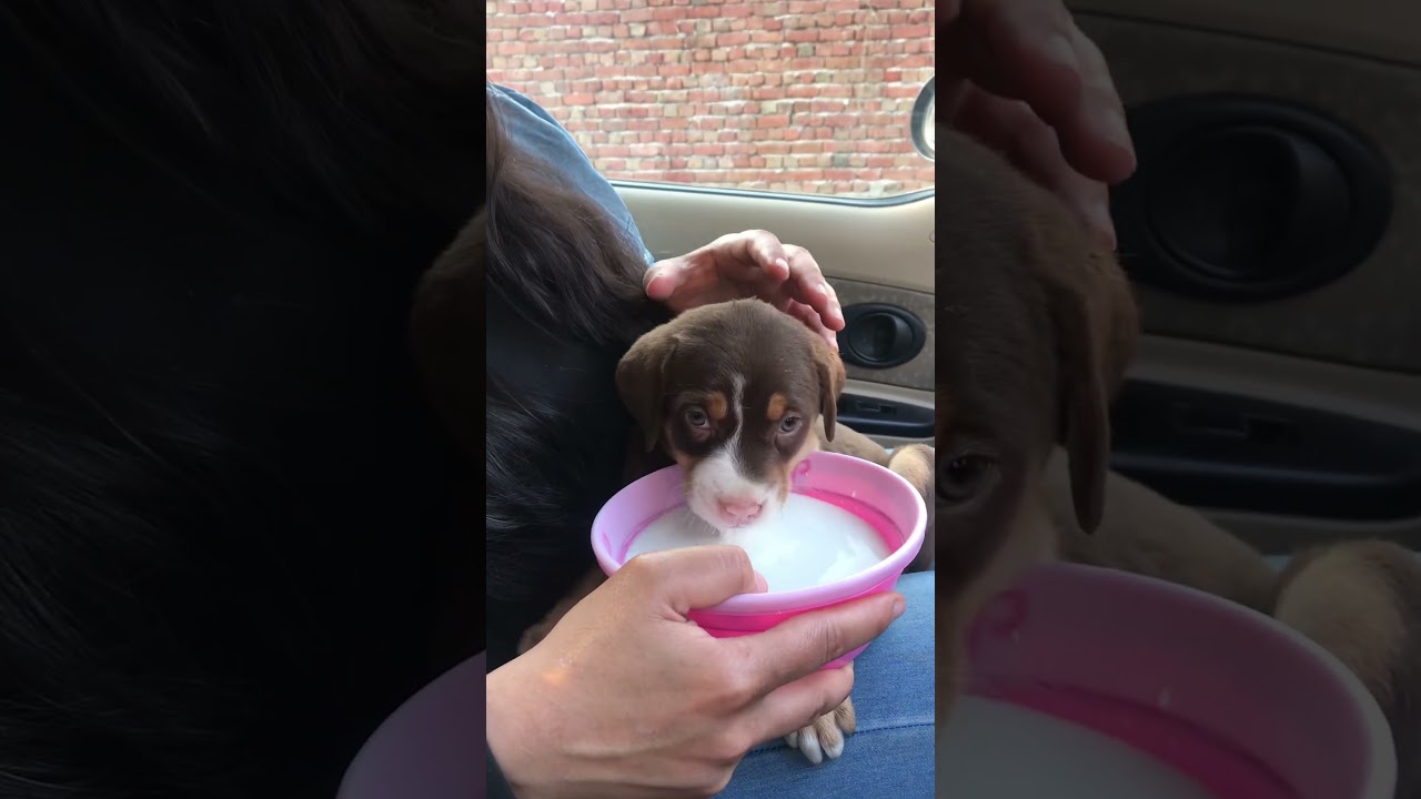 Mumma Mazza aa gayee 