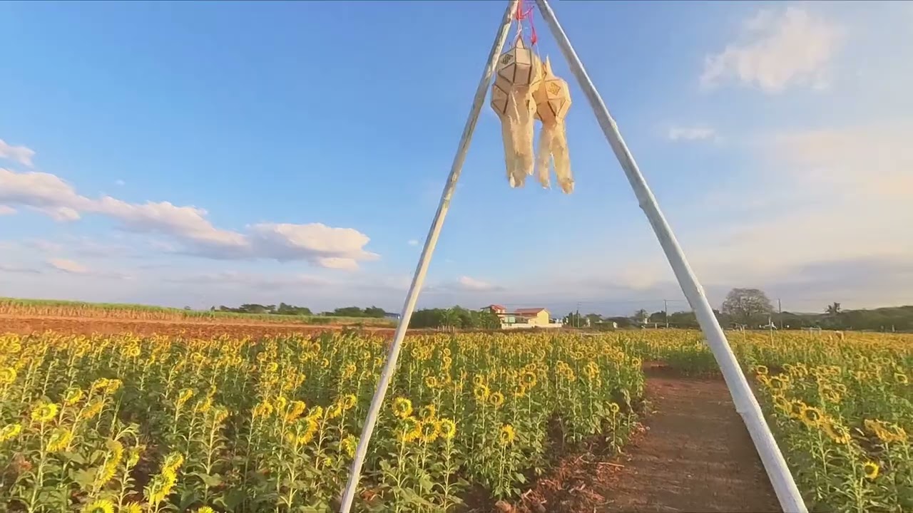 Lopbori sunflower 26 Dec 26