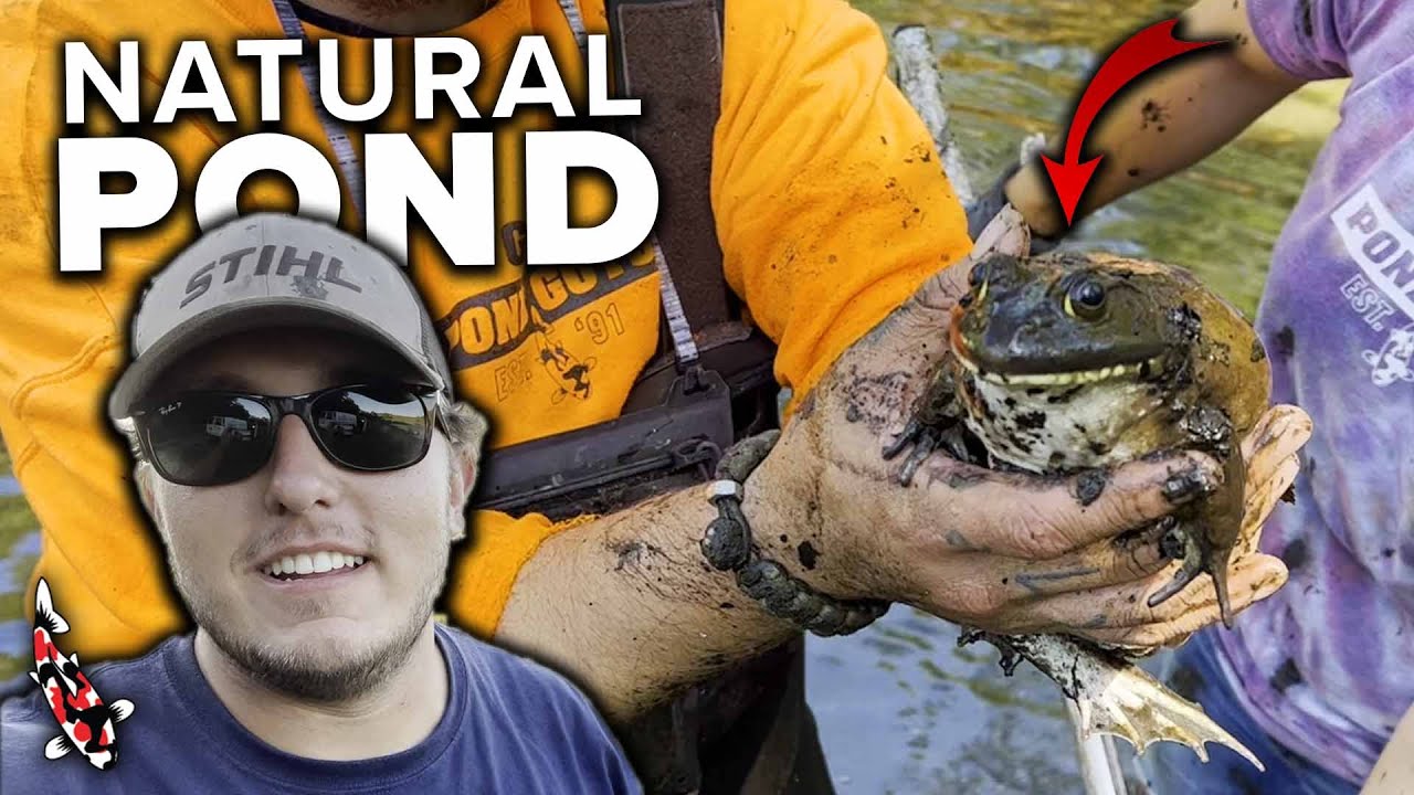 Draining and Cleaning a Massive Natural Pond