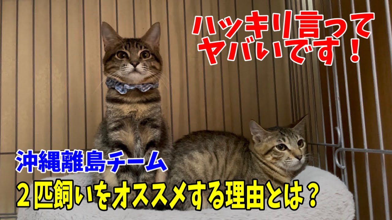 沖縄の離島からフェリーと飛行機でやって来た子達