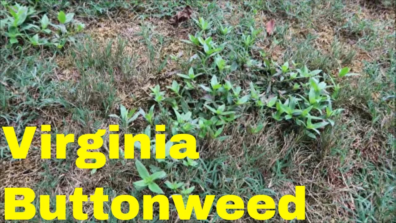 Weed Control for Virginia Buttonweed in the Lawn